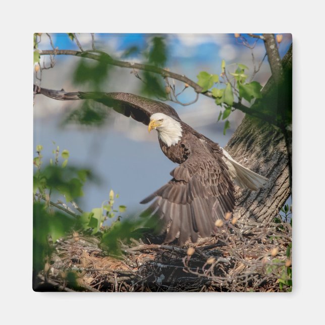 Aimant Bald Eagle quittant le nid (Devant)