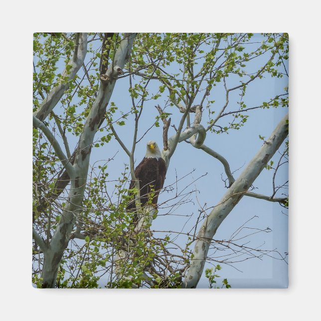 Aimant Bald Eagle Smile (Devant)