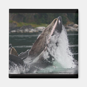 Aimant Baleine
