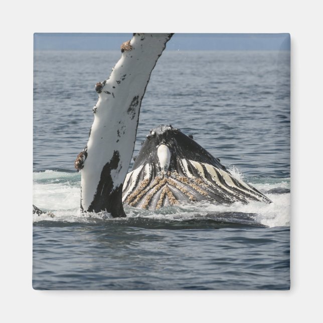 Aimant Baleine à bosse (Devant)
