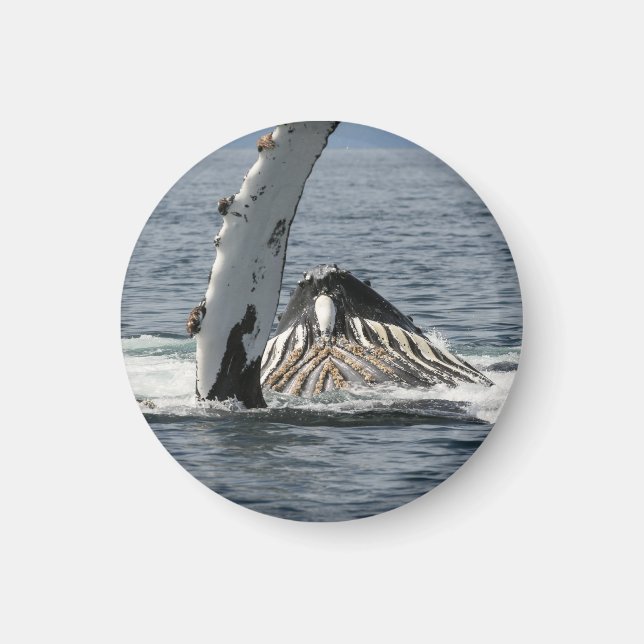 Aimant Baleine à bosse (Devant)