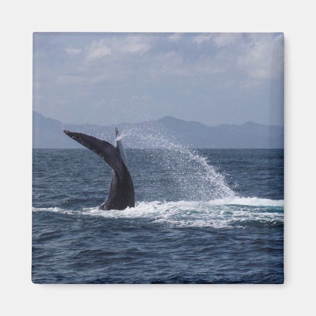 Aimant Baleine à bosse (Devant)