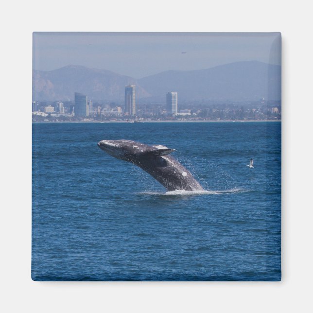 Aimant Baleine d'un temps (Devant)