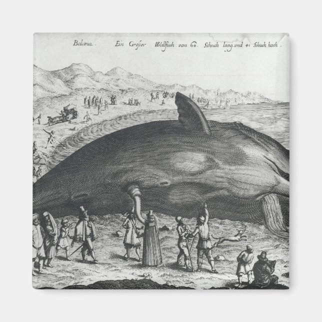 Aimant Baleine morte (Devant)