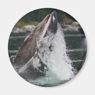 Aimant baleines