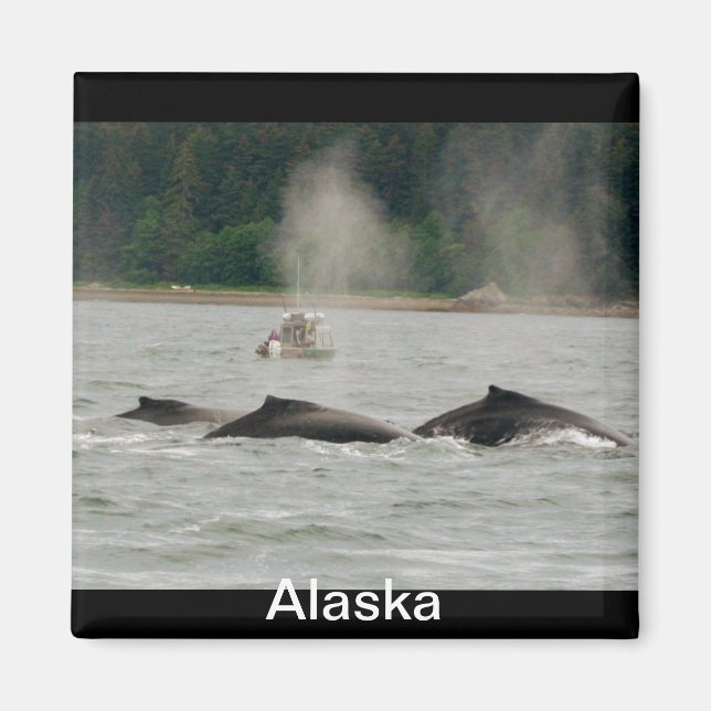 Aimant Baleines d'Alaska (Devant)