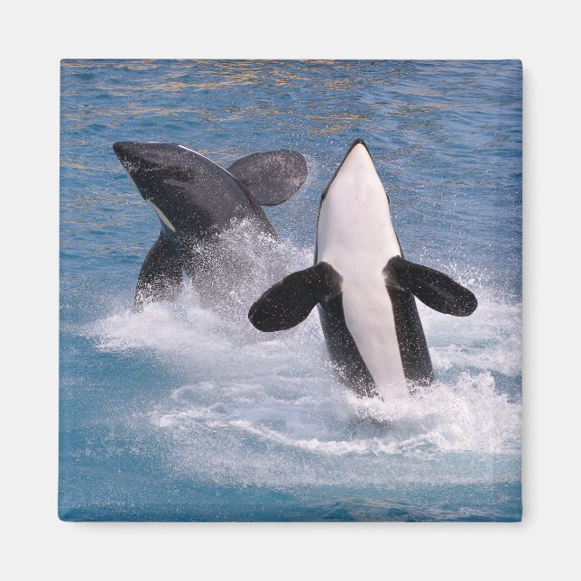 Aimant Baleines tueuses sautant hors de l'eau (Devant)