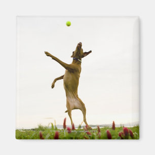 Aimant Balle de tennis contagieuse de chien dans l'entre