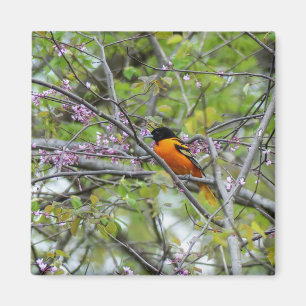 Aimant Baltimore Oriole