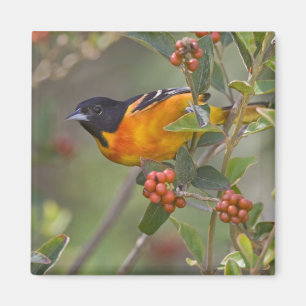 Aimant Baltimore Oriole
