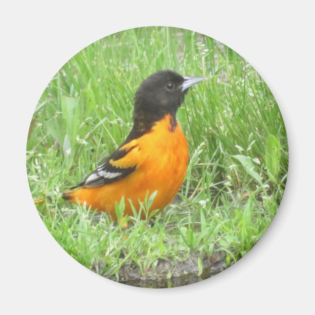 Aimant Baltimore Oriole (Devant)