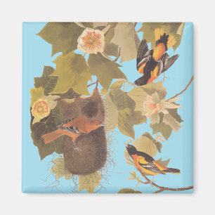 Aimant Baltimore Oriole Audubon Bird Family avec nid