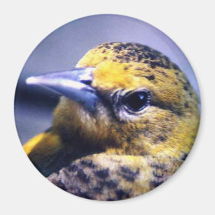 Aimant Baltimore Oriole, femelle