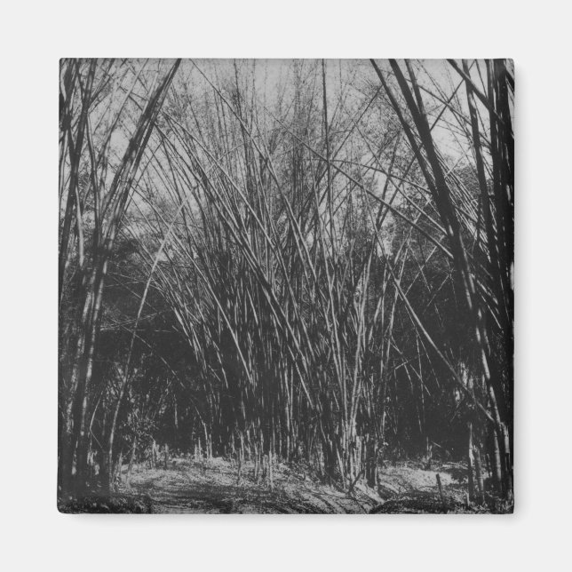 Aimant Bamboo Clump, Trinidad, c.1891 (Devant)