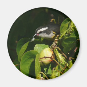 Aimant Bananaquit Bird Mange Photographie tropicale