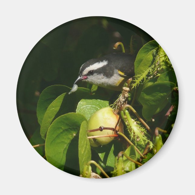 Aimant Bananaquit Bird Mange Photographie tropicale (Devant)