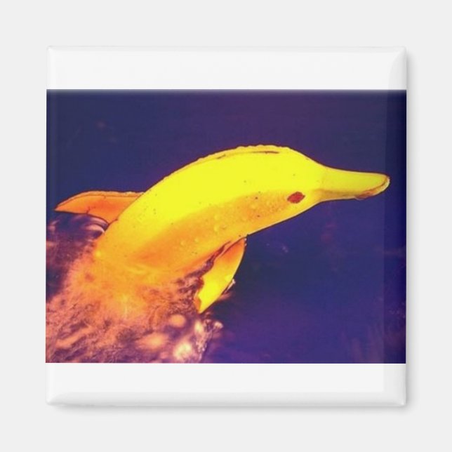 Aimant Banane dauphin (Devant)