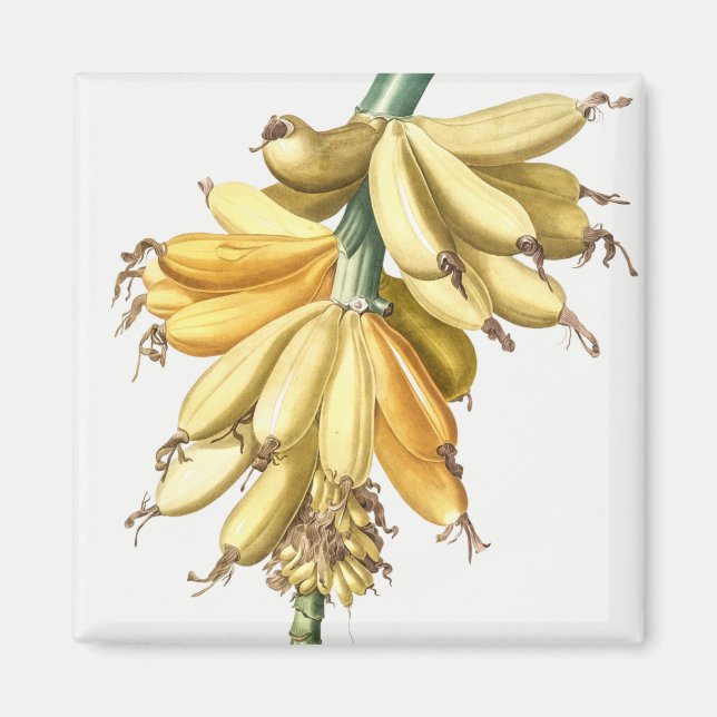 Aimant Bananes (Devant)