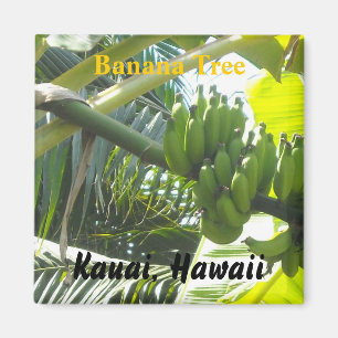 Aimant Bananier, Kauai, Hawaï