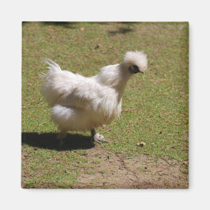 Aimant Bantam soyeux blanc mignon Marche du poulet