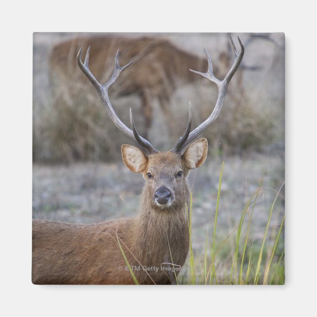 Aimant Barasingha ou Barasinga (Rucervus (Devant)