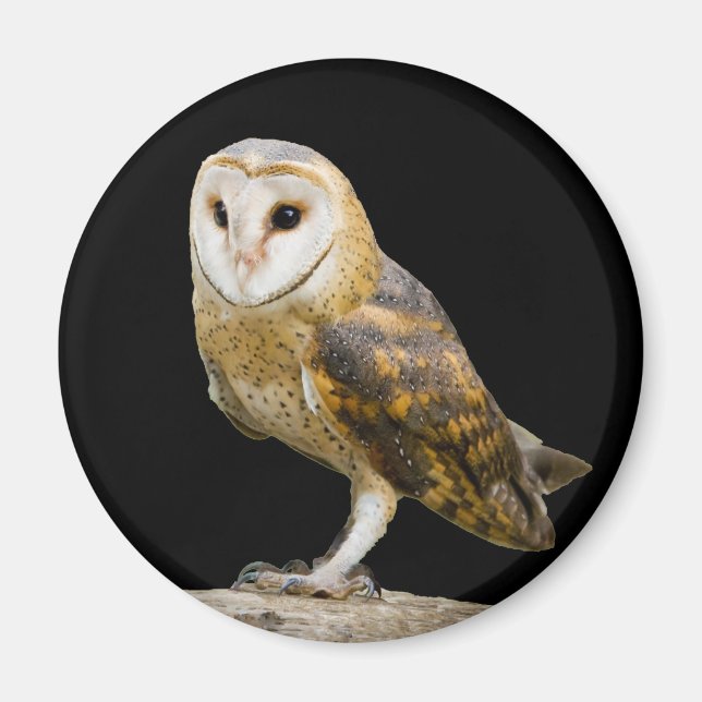 Aimant Barn Owl (Devant)