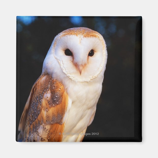 Aimant Barn Owl 2 (Devant)