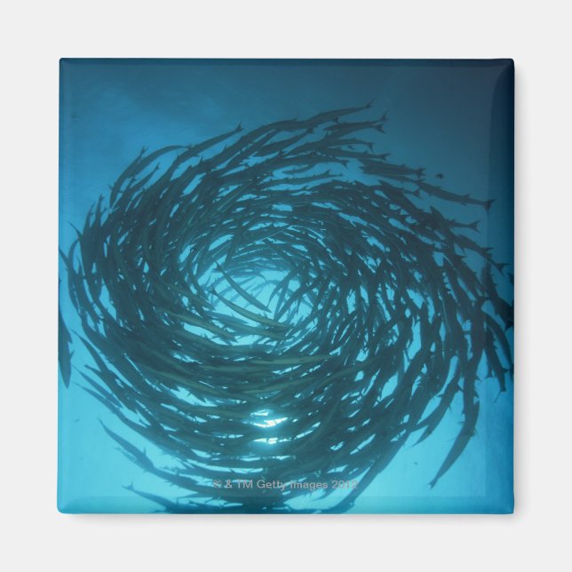 Aimant Barracuda nageant en cercles (Devant)