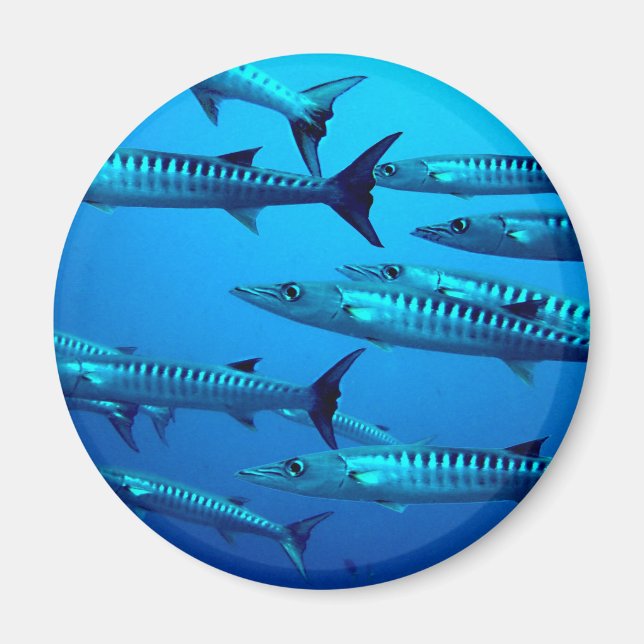 Aimant barracuda plongée mer profonde océan eau tropicale (Devant)