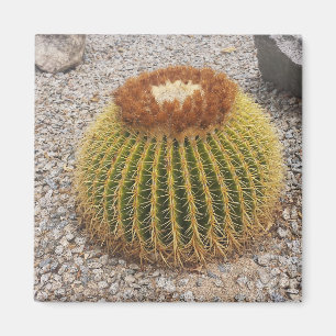Aimant Barrel Cactus