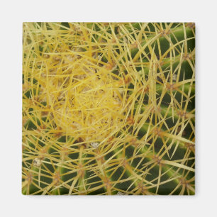 Aimant Barrel Cactus Closeup Abstrait Nature Photographie