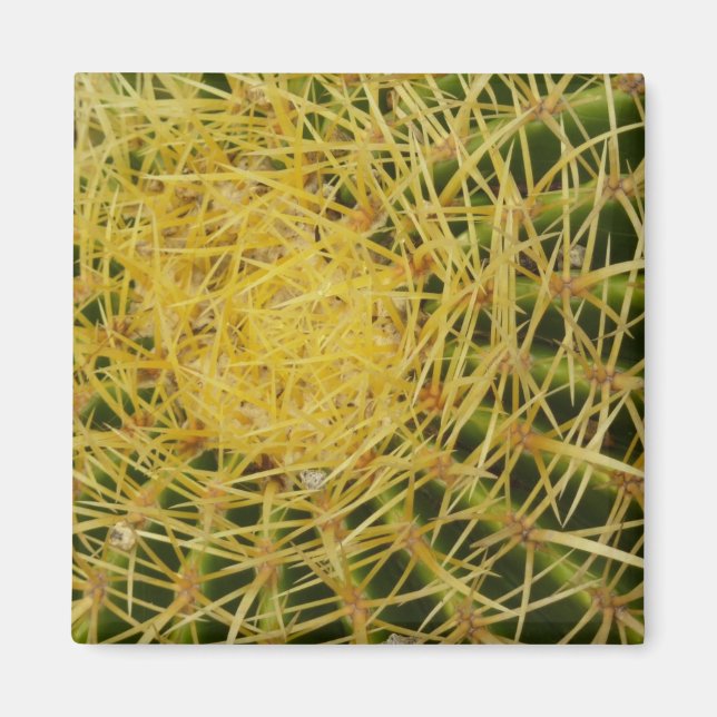 Aimant Barrel Cactus Closeup Abstrait Nature Photographie (Devant)