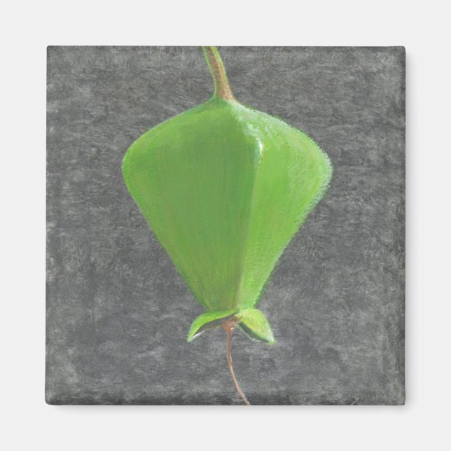 Aimant Barringtonia Acutangula (Devant)