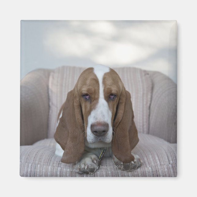 Aimant Basset Hound (Devant)
