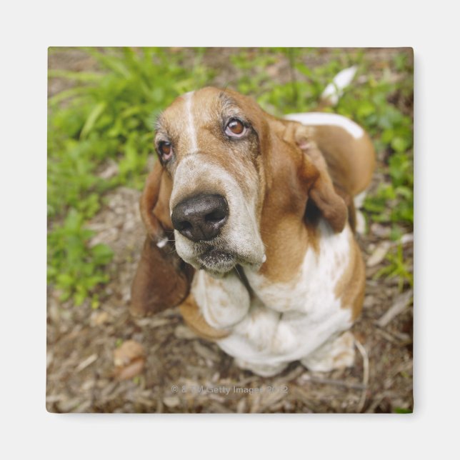 Aimant Basset Hound 2 (Devant)