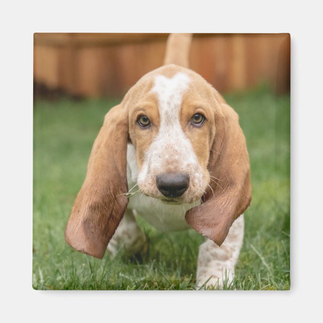 Aimant Basset Hound chiot marchant (Devant)