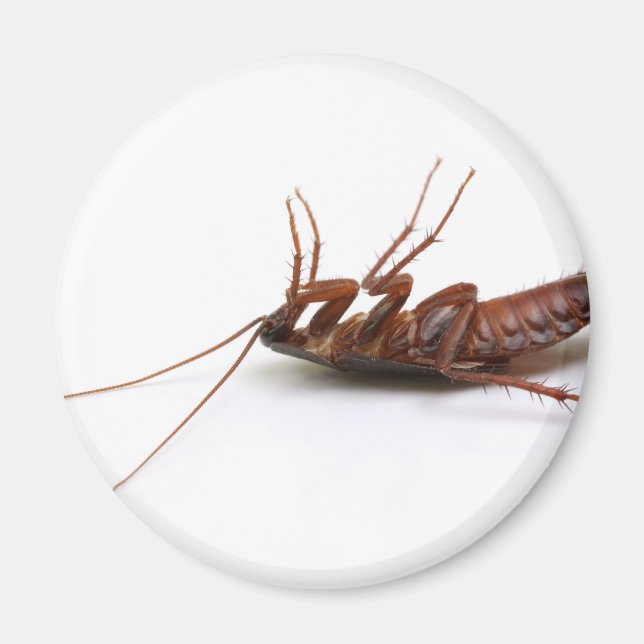 Aimant Bateau mort (Devant)