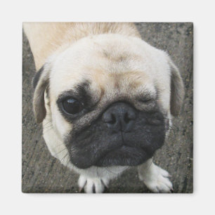 Aimant Bauwk ... Soi Dog, Thaïlande