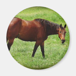 Aimant Bay Horse