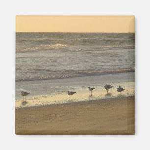 Aimant Beach Terns Birds Sunrise Ocean Photographie