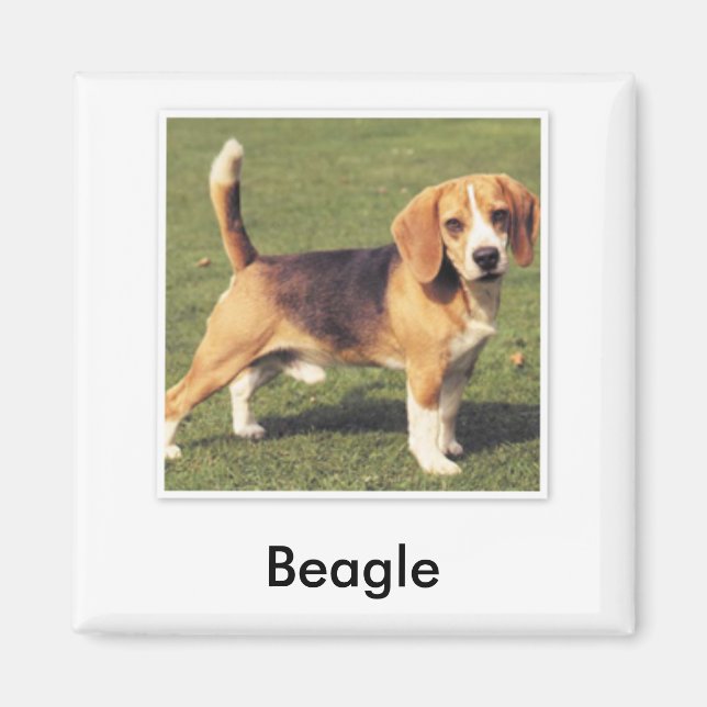 Aimant Beagle (Devant)