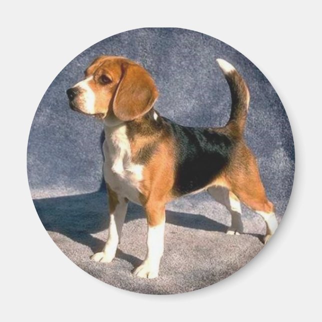 Aimant beagle (Devant)