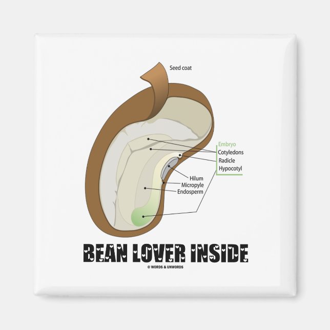 Aimant Bean Lover Inside (Bean Dicotyledon) (Devant)