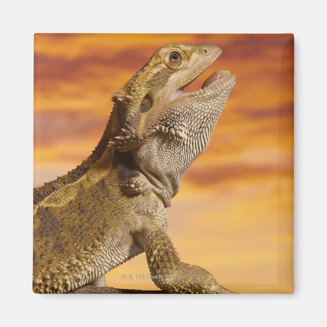 Aimant Bearded dragon (Pogona Vitticeps) on rock (Devant)