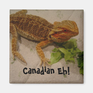Aimant Beared Dragon Humour Canadien Eh!
