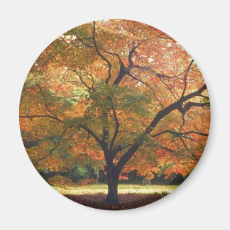 Aimant Beau arbre d'automne