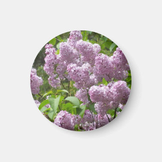 Aimant Beau buisson de lilas-
