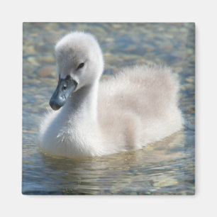 Aimant Beau Canard de cygne muet