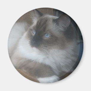Aimant Beau chat de Ragdoll Hymalayan regardant fixement