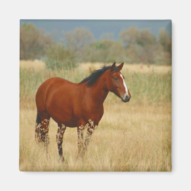 Aimant Beau Cheval (Devant)